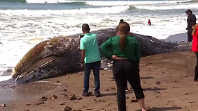 Stiprus pūvančio kūno dvokas sudomino gyventojus – pakrantėje rado išmestą banginio karkasą