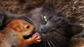Krymo pusiasalyje našlaičiais likę voveriukai prieglobstį rado katės glėbyje