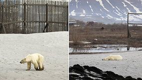 Sibire grėsmę kelia klaidžiojantis alkanas baltasis lokys – gyventojus sujaudino patelės būklė