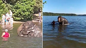 Visagino poilsiautojai negalėjo patikėti savo akimis: ežere maudėsi dramblys
