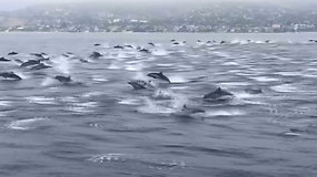 Tapo itin reto ir užburiančio reginio liudininkais: šalia plaukė milžiniškas delfinų pulkas