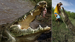 Baisu net stebėti: pavojingus laukinius krokodilus vyras šeria rizikuodamas gyvybe