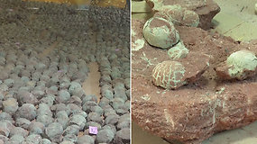 Netikėtas dešimtmečio atradimas nudžiugino mokslininkus: rado 66 mln. m. senumo dinozaurų kiaušinių