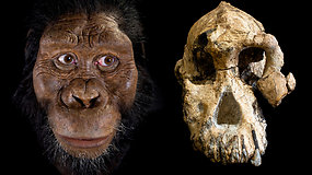 Mokslininkas nepatikėjo savo akimis: rasta kaukolė verčia abejoti ilgai gyvavusia prielaida apie žmonių evoliuciją