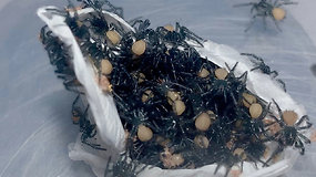 Jų nuodai gali nužudyti vos per 15 min. – nufilmuota, kaip iš maišelio išropoja daugiau nei 100 vorų