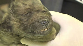 Sibire rastas sušalęs 18 tūkst. m. senumo „šuo“ suglumino mokslininkus – bandys atskleisti paslaptį