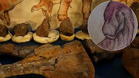 Rastos dar nežinomo, vieno paskutinių prieš 70 mln. m. Žeme vaikščiojusio milžino liekanos