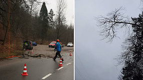 Verkių parke nufilmuota, kaip genėjami medžiai