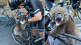 Dviratininkai nematė nieko panašaus: ištroškusi koala sustabdė juos prašydama atsigerti