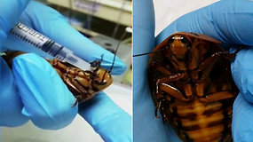 Sibire veterinarė išgelbėjo su komplikacijomis po kiaušinių padėjimo susidūrusią didžiulę tarakono patelę