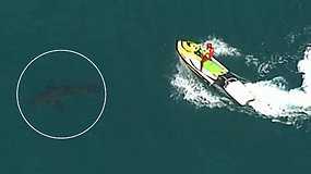 Pasiplaukiojimas virto tragedija: banglentininką mirtinai sužalojo 3 m ilgio ryklys