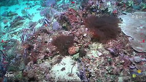 Netikėtas atradimas: mokslininkai aptiko net už dangoraižį aukštesnį koralinį rifą