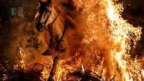 Ispanų tradicija šokdinti žirgus per ugnį piktina gyvūnų teisių gynėjus