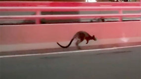 Kengūros gaudynės Australijoje: per tiltą šuoliuojantis gyvūnas trikdė eismą