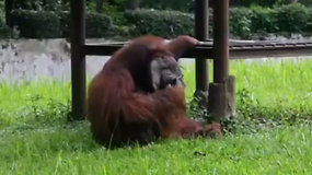 Indonezijos zoologijos sode – rūkantis orangutanas