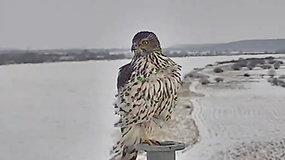 Accipiter gentilis kartu su pasieniečiais akylai stebi Lietuvos ir Rusijos sieną