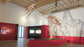 Vieno unikaliausių dinozaurų kaulai eksponuojami Vokietijos muziejuje