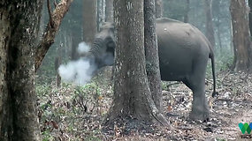 Indijos miškuose nufilmuotas „rūkantis“ dramblys