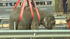 Ispanijos greitkelyje – dramblių gelbėjimo operacija: vienas iš jų – žuvo