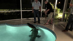 Netikėtas svečias – šeimos baseine plaukiojo milžiniškas aligatorius