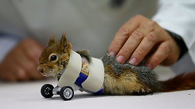 Netekusi priekinių letenėlių voverė vėl striksi – jai sukurti pirmieji proteziniai ratai