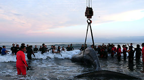 Argentinoje ant seklumos užplaukęs banginis į jūrą įkeltas kranu
