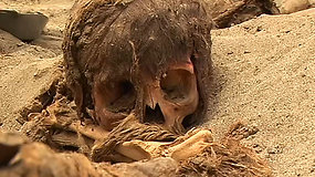 Peru rasti masiškiausios istorijoje vaikų aukojimo ceremonijos aukų skeletai