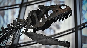 Neatpažinto dinozauro skeletas Paryžiuje parduotas už 2 mln. eurų