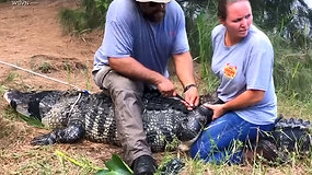 3,65 m ilgio aligatoriaus viduriuose rasta žmogaus ranka