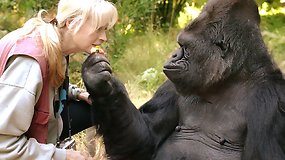 Mirė gestų kalbą mokėjusi ir aukštą IQ turėjusi gorila Koko