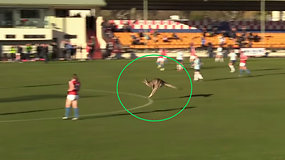 Kurioziškos futbolo rungtynės: išbėgusi į aikštę kengūra tapo žaidimo žvaigžde