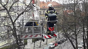 Velykų popietę ugniagesiai skubėjo gelbėti į medžio vir&scaron;ūnę įlipusios katės &ndash; &scaron;eimininkai dėkojo ir &scaron;aukė &bdquo;Bravo!&ldquo;