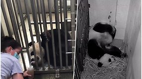 Zoologijos sodas laukia „karantininio stebuklo“: dirbtinai apvaisinta panda laukiasi