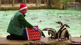 Pamatykite, kaip pingvinai laukia švenčių: zoologijos sode lukšteno advento kalendorių