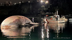 Gelbėtojai liko apstulbę – prie didžiulio nugaišusio banginio juos atvedė išsigandęs jauniklis