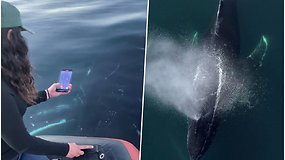 Didžiulis, draugiškai nusiteikęs banginis plaukė visai šalia valties – keleiviai nufilmavo neįtikėtinų vaizdų