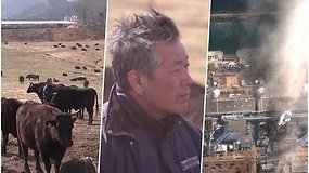 Augina radiacijos paveiktus gyvulius ir gyvena vos 14 km nuo Fukušimos atominės elektrinės: „Tai – protestas“