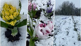 Žiema gegužės mėnesį – sniegas užklojo laukus ir pavasarinius žiedus