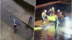 Neeilinė operacija naktį: gelbėtojams teko laisvinti Temzėje įstrigusį banginio jauniklį