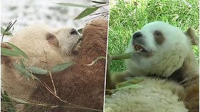 Kinijos didžiųjų pandų veisimo tyrimų centre – išskirtinė galimybė pamatyti itin retą rudąją pandą