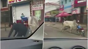 Pabėgusios karvės siautėjo miesto gatvėse – sužeisti mažiausiai 4 žmonės