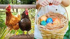 Įdomybės apie skirtingų paukščių kiaušinius: yra vištų, kurios deda natūraliai spalvotus margučius
