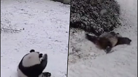 Žaismingai nusiteikusi panda nepraleido progos pasilinksminti: riedėjo ir čiuožė nuo apledėjusio kalniuko