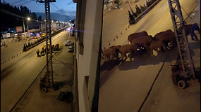 Nekviesti svečiai: dramblių banda atsipūtusi vaikštinėjo Kinijos mieste