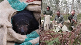 Po daugiau nei 3 tūkst. metų Australijoje gimė Tasmanijos velniai: tai istorinis momentas