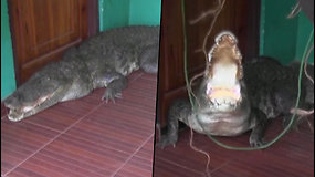 Šeimininkas per plauką išvengė užpuolimo – prie namo durų ilsėjosi krokodilas