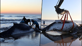 Argentinos paplūdimyje įstrigo banginis – jaunas patinas negalėjo pajudėti iš vietos