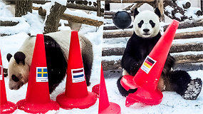 Pandos Maskvos zoologijos sode išprognozavo Pekino olimpinių žaidynių nugalėtojus