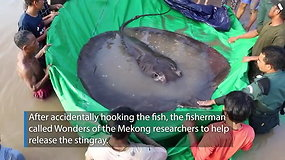 Mekongo upėje Kambodžoje sugauta 300 kg sverianti raja