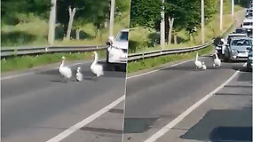 Eismą Vilniaus kelyje sustabdė gulbės – gatve išdidžiai žygiavo visa paukščių šeimyna